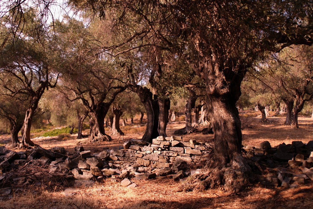 Alatas, experience the picturesque atmosphere of ancient olive groves.