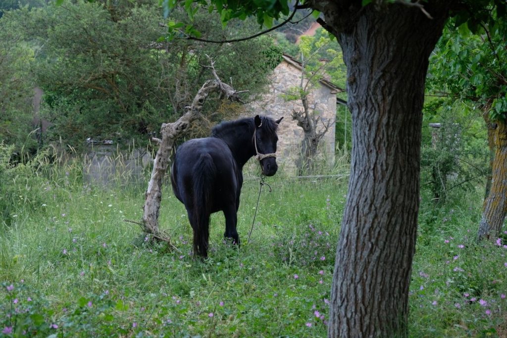 Lafkos im Pilion war einst Heimat für viele Pferde. 