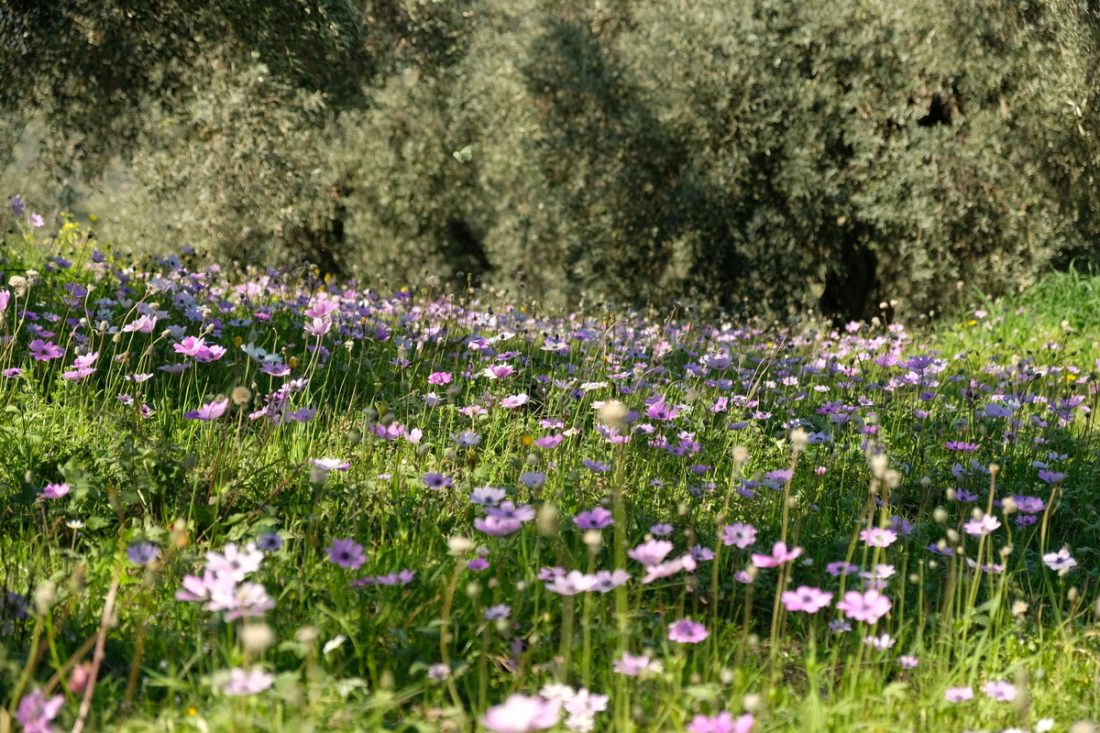 Hiking Pelion