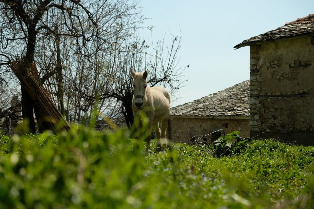 Horse in Pinakates, Pelion.  Mountain village. Hiking in Greece. Pelion.