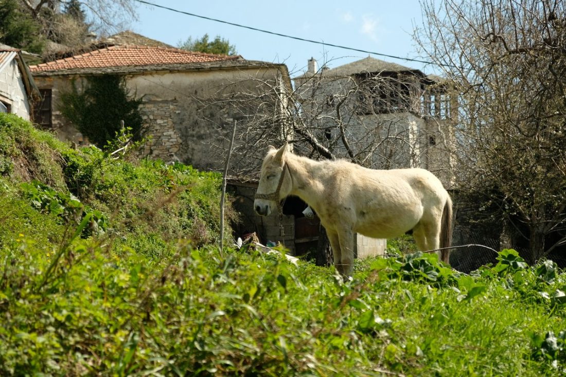 Holidays Pelion (45)