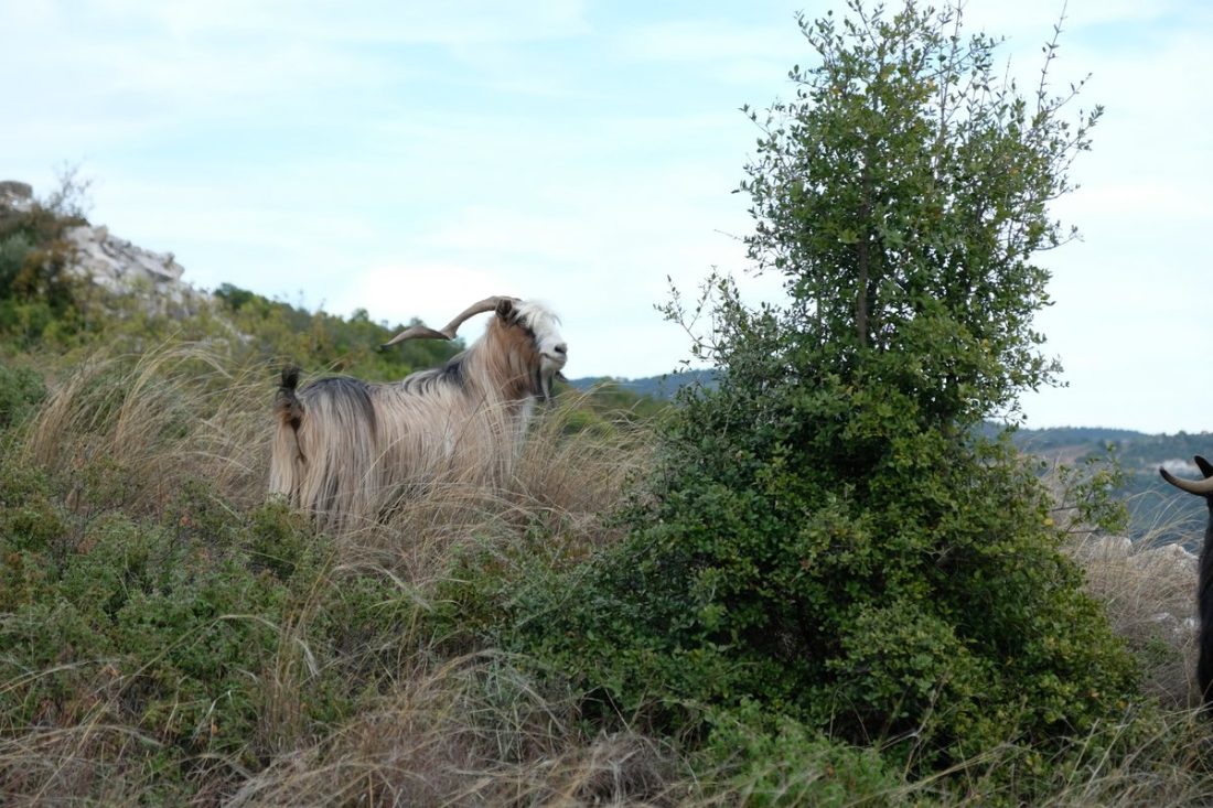 Holidays Pelion (53)