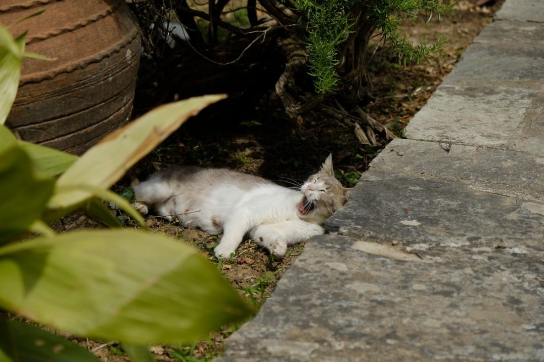 Summer Pelion Greece (11)