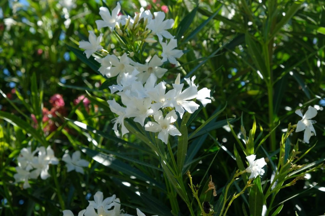 Summer Pelion Greece (15)